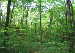 forest, hardwood-1
