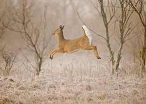 deer tail